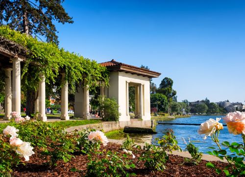 Oakland, California, Lake Merritt historic rose arbor. Selective focus on the foreground flowers. Copy space