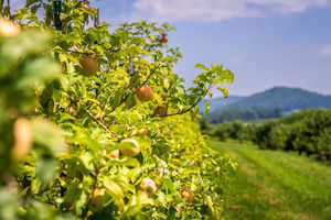 Lush Apple Orchard with Mountain Background