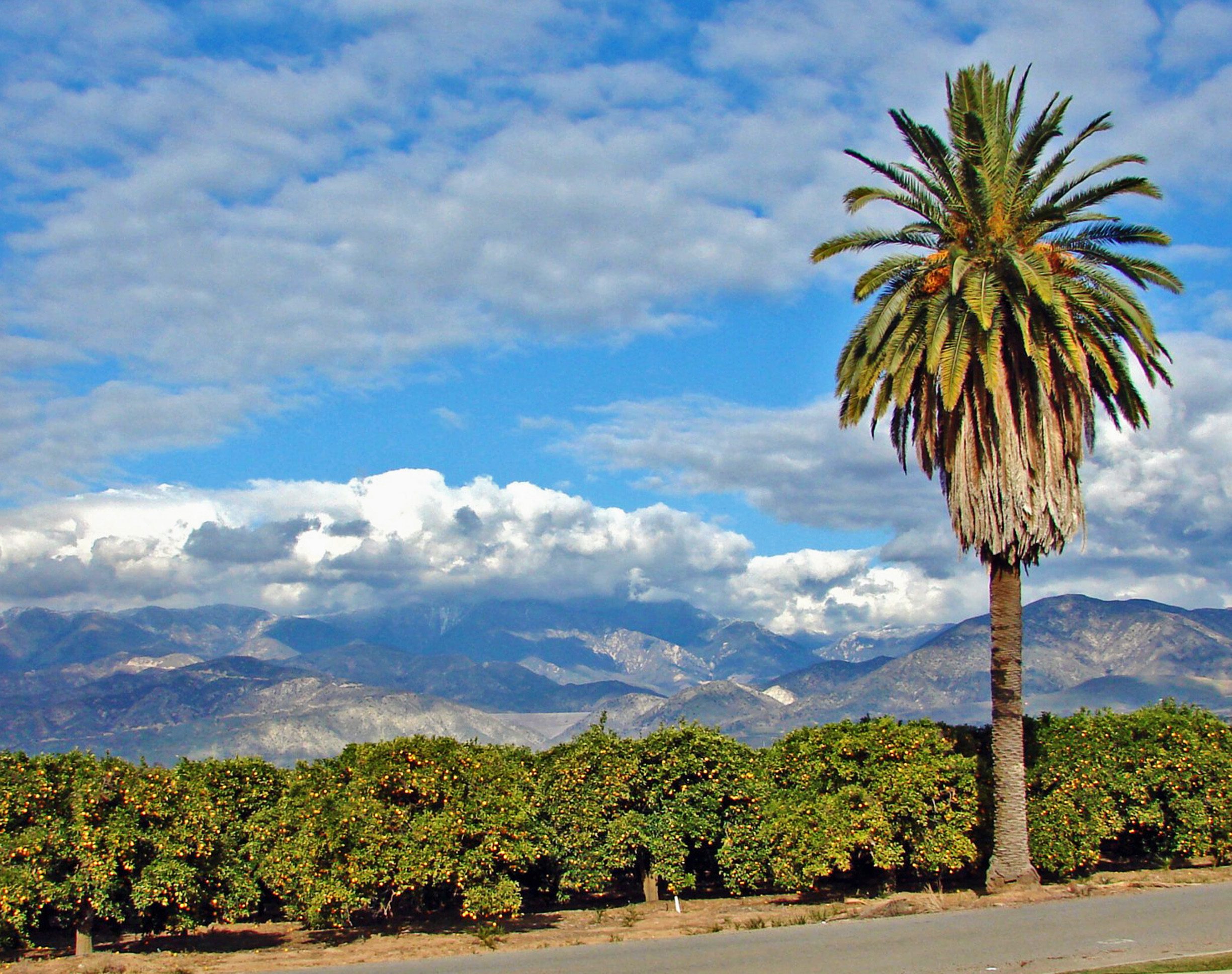 Citrus groves and palm tree in Mentone, California with the San Bernardino Mountains in the background