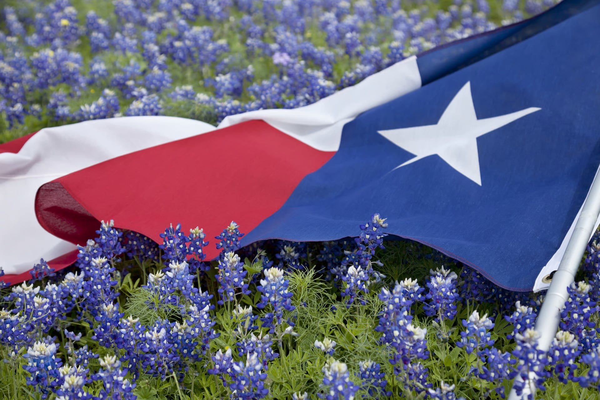 Texas state flag lying in a field of blooming bluebonnets