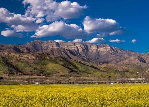 APRIL 19, 2018 - OJAI CALIFORNIA - Field of Yellow mustard and Topa Topa Mountains, Upper Ojai California