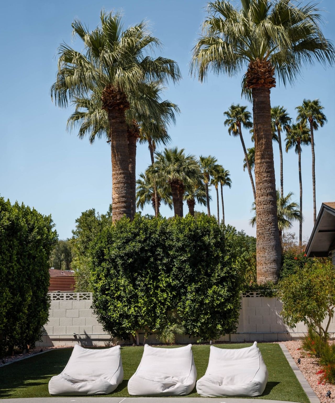 palm tree backyard desert nature arizona california grass patio furniture sky nature summer spring