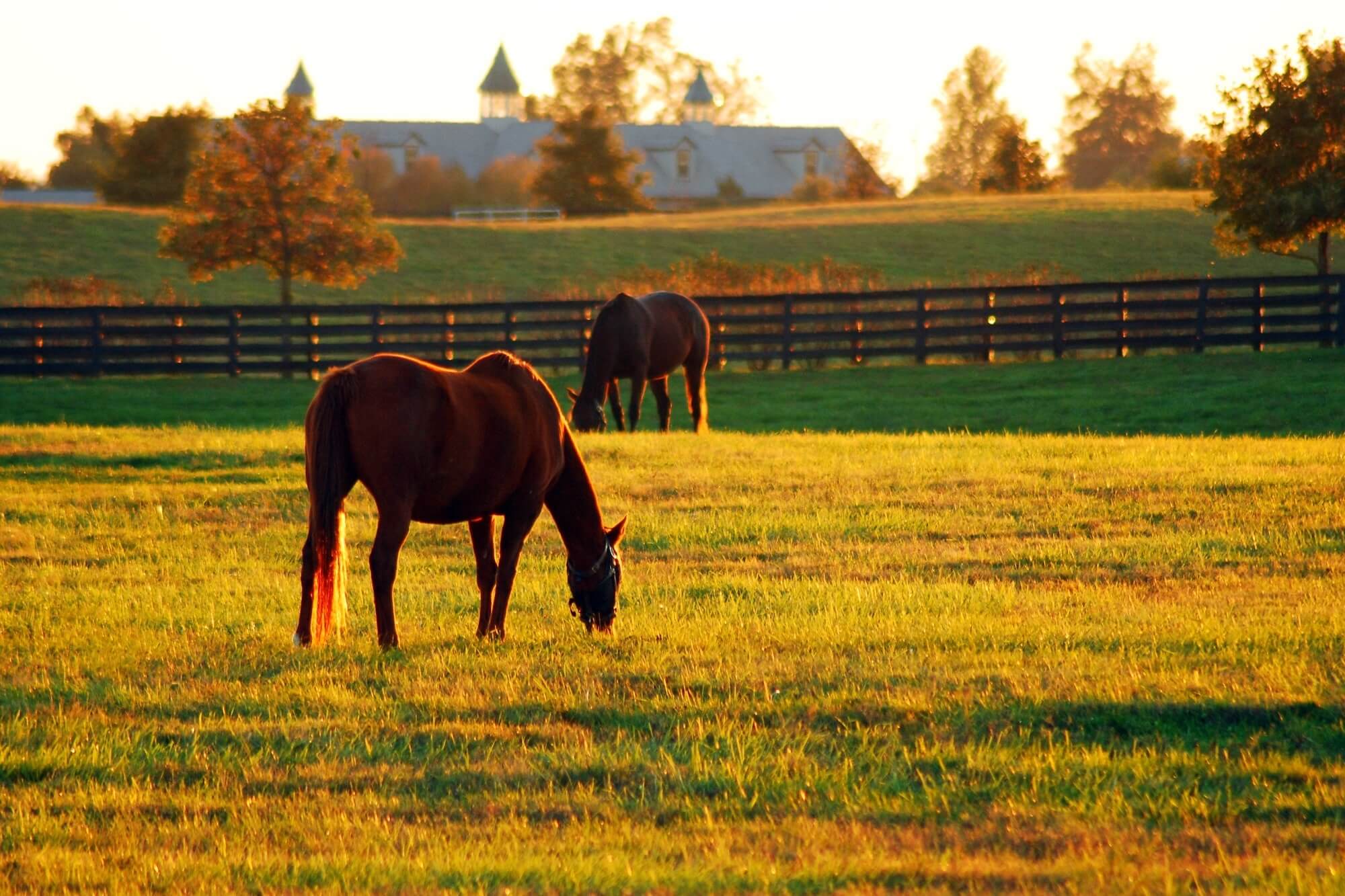 A horse grazes in a large open meadow on a ranch in the Blue Grass region of Kentucky