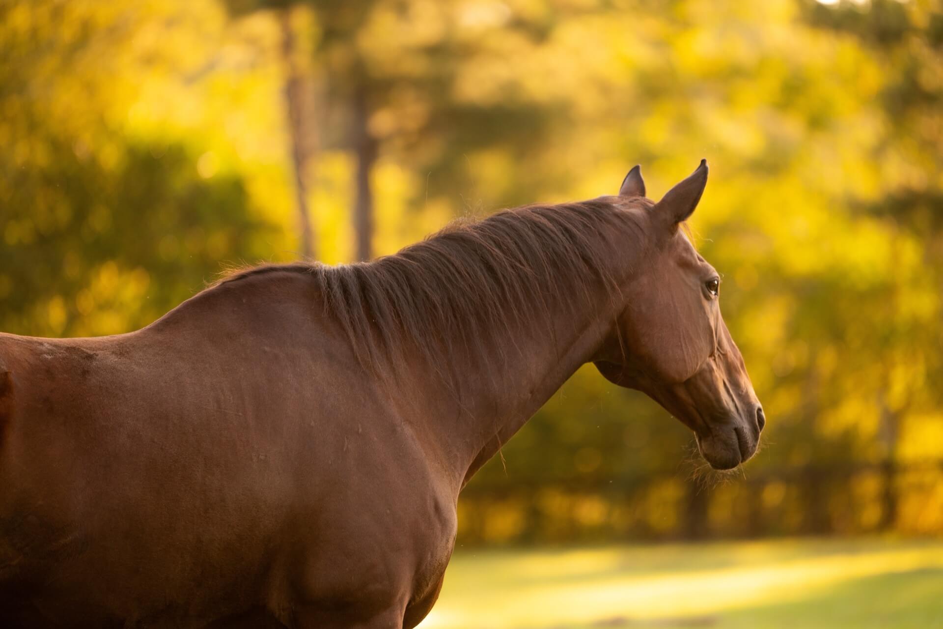 Brown horse in field on a horse farm in Aiken South Carolina