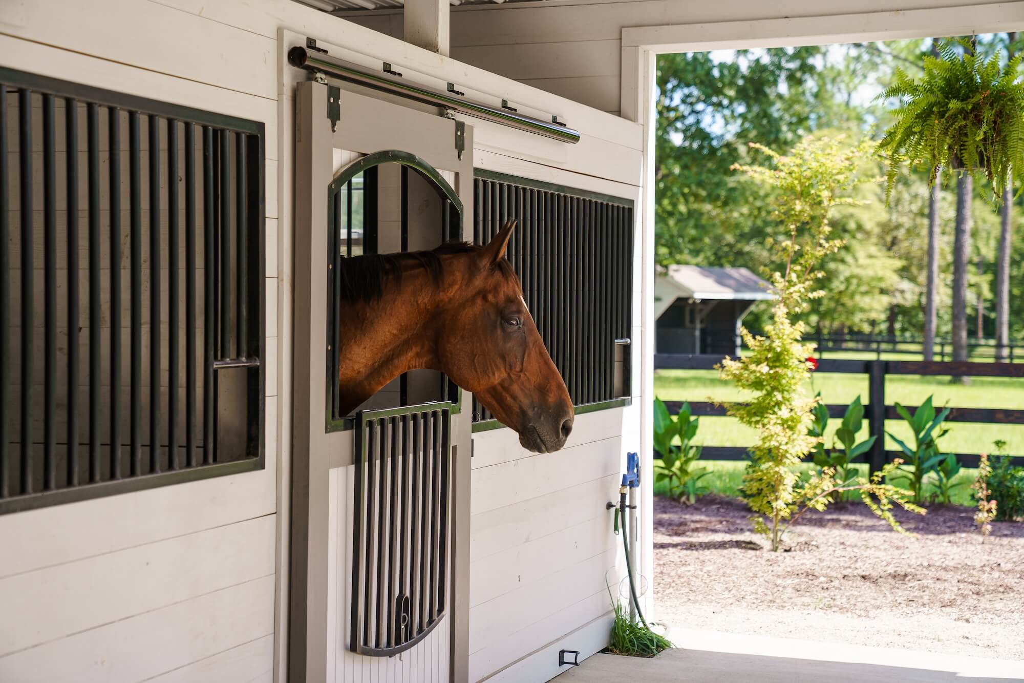 horse-in-stable-window