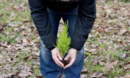 Afforestation vs Reforestation
