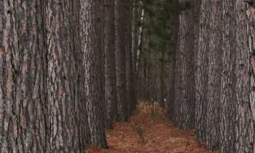 The South Carolina Tree Farm Certification Program
