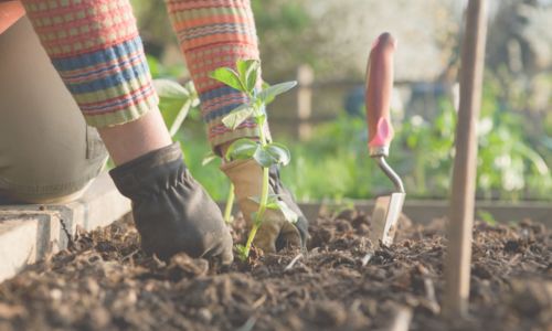 Gardening Tips to Help Your Yard & Your …