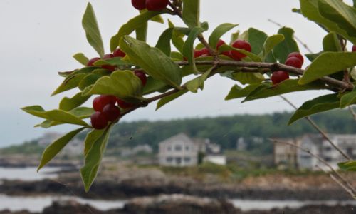 This Weekend in Maine| February 11-13