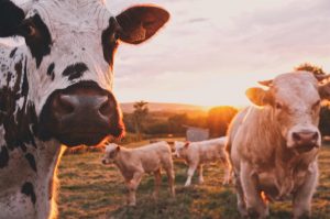 Dobson Farms Mt. Juliet TN, Local Business Spotlight in Living Local Nashville Newsletter