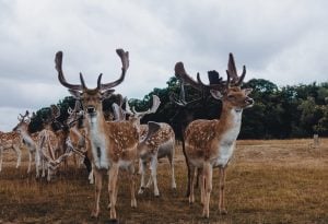 Nashville christmas events and reindeer