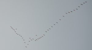 Low Angle View Of Birds Flying In Clear Sky