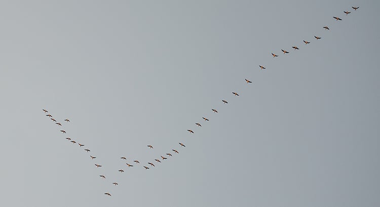 Low Angle View Of Birds Flying In Clear Sky