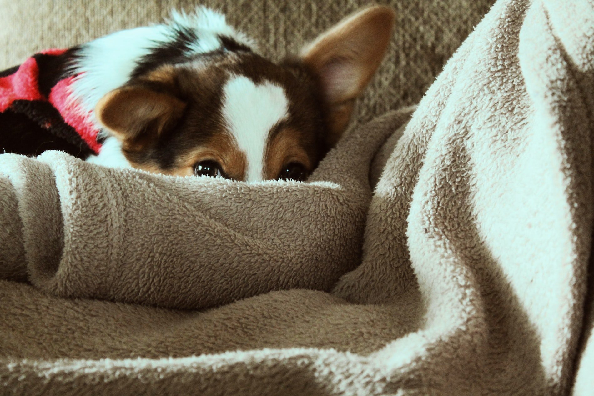 dog hiding behind blanket