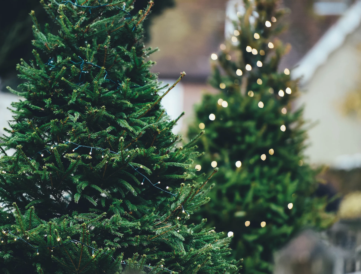 where to buy a real Christmas tree in Middle Tennessee
