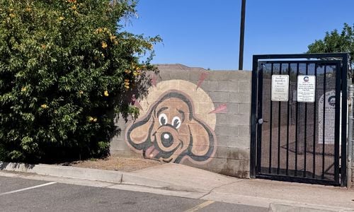 Pet-Friendly Adventures in Chandler, Arizona: Top Parks, Patios &hellip;